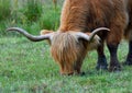 Highland Cow feeding on grass close up green field background.