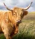 Highland Cow