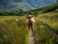 Highland cow on a footpath in Knoydart Royalty Free Stock Photo