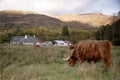 Highland cow in a Glen Coe, Scotland Royalty Free Stock Photo