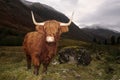 Highland cow in a Glen Coe, Scotland Royalty Free Stock Photo