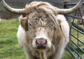 Highland Cow