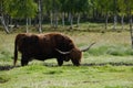 Highland Cow Gracing on a Field 2