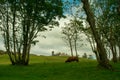 Highland cow grazing in a field with castle backdrop Royalty Free Stock Photo
