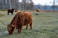 Highland cow grazing in the foreground Royalty Free Stock Photo