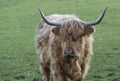 Highland cow in a green field Royalty Free Stock Photo