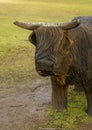 Wooden Head Highland Cow in Aden Park, Mintlaw, Aberdeenshire, Scotland,UK Royalty Free Stock Photo