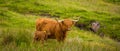 Highland Cow and her calf together in a rough, green, grassy, Scottish highland field. Royalty Free Stock Photo