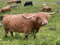 The Highland cow Hielan coo, Scottish breed Das Schottische Hochlandrind, Highland Cattle or Kyloe on the meadows and pastures Royalty Free Stock Photo