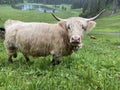 The Highland cow Hielan coo, Scottish breed Das Schottische Hochlandrind, Highland Cattle or Kyloe on the meadows and pastures Royalty Free Stock Photo