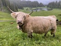 The Highland cow Hielan coo, Scottish breed Das Schottische Hochlandrind, Highland Cattle or Kyloe on the meadows and pastures Royalty Free Stock Photo