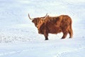 Highland cow