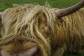 Highland Cow close up of nose and face Royalty Free Stock Photo