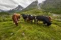 Highland cow, Jotunheimen National Park