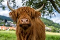 Highland cow in kinzig valley in black forest, germany Royalty Free Stock Photo