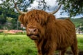 Highland cow in kinzig valley in black forest, germany Royalty Free Stock Photo