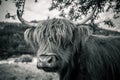 highland cow in kinzig valley in black forest, germany Royalty Free Stock Photo