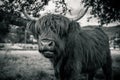 highland cow in kinzig valley in black forest, germany Royalty Free Stock Photo