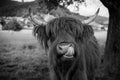 Highland cow in kinzig valley in black forest, germany Royalty Free Stock Photo