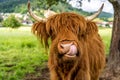 Highland cow in kinzig valley in black forest, germany Royalty Free Stock Photo