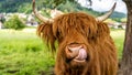 Highland cow in kinzig valley in black forest, germany Royalty Free Stock Photo