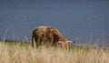 Highland cow - Loch Awe - I - Scotland Royalty Free Stock Photo