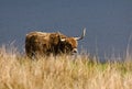 Highland cow - Loch Awe - II - Scotland Royalty Free Stock Photo