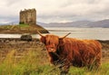Highland cow, on loch Linnhe, Scotland Royalty Free Stock Photo