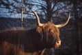 Highland cow with long hair in a farm Royalty Free Stock Photo