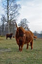 Highland cow looking away Royalty Free Stock Photo