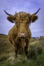 Highland cow looking at camera Royalty Free Stock Photo