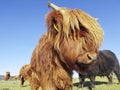 Highland cow looks into camera