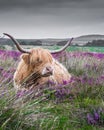 Highland cow lying down among purple heather