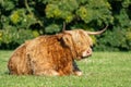 Highland cow lying in field staring to the right Royalty Free Stock Photo