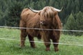 Highland cow on a meadow