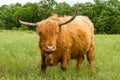 Highland Cow in Meadow Royalty Free Stock Photo