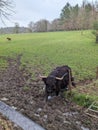 Highland cow in the mud, Pollok park Glasgow Royalty Free Stock Photo
