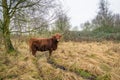 Highland cow in a nature reserve looks at the photographer