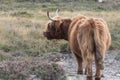 Highland cow in the New Forest Royalty Free Stock Photo