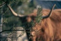 Highland cow and pine tree branch