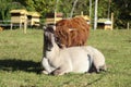 Highland cow and Polish konik enjoying sun in meadow together Royalty Free Stock Photo