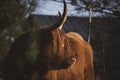 Highland cow portrait in sunlight Royalty Free Stock Photo
