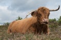 Highland cow resting in the New Forest Royalty Free Stock Photo