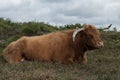 Highland cow resting in the New Forest Royalty Free Stock Photo