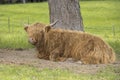 Highland cow rests by a tree