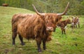 Highland Cow, Scotland Royalty Free Stock Photo