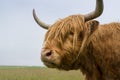 Highland cow of Scotland with long horns a portrait.