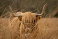 Highland Cow in Scotland