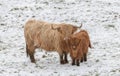 Highland Cow and Calf Royalty Free Stock Photo