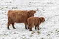 Highland Cow and Calf Royalty Free Stock Photo